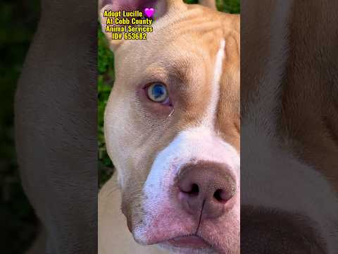 LUCILLE - see video, an adopted Staffordshire Bull Terrier Mix in Marietta, GA_image-1