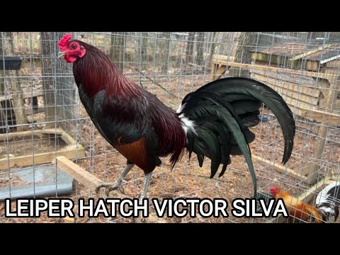 ALABAMA Pure Leiper Hatch Asil Sweater 5k Victor Silva Pine Oak Farm | Beautiful Birds