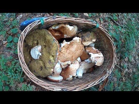 По Білі гриби в Дубовий ліс 2018 По Белые грибы в Дубовый лес 2018