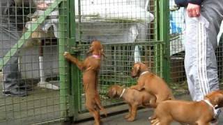 bukavu-bawu rhodesian ridgeback puppies:crying for a lunch