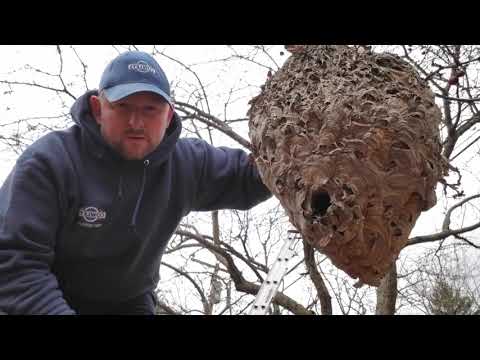 One Large Bald Faced Hornet Nest Removal in Montgomery, NJ