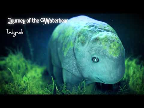 Journey of the Waterbear - Tardigrade Turntable