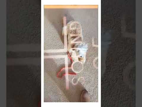 WMK9-Well Mannered K9 LLC video.