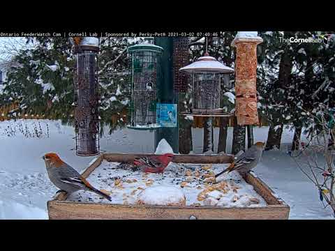 Snowy Morning Brings Beautiful Pine Grosbeaks To Ontario Feeders – March 2, 2021