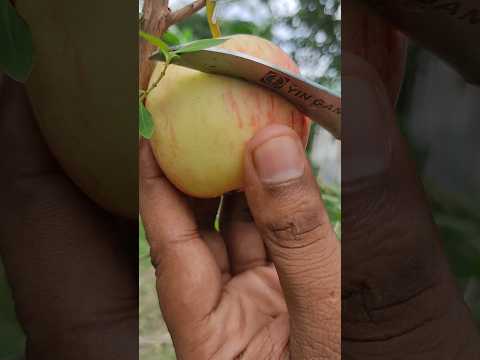 Delicious red apple cutting - Farm fresh ninja fruit cutting