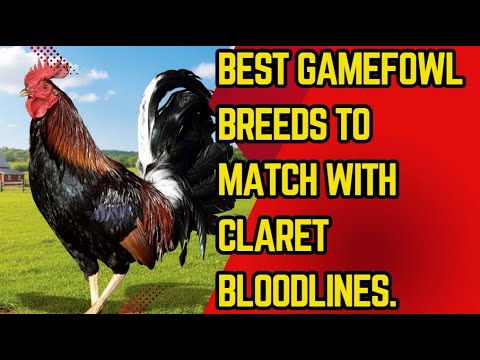Which Gamefowl Breeds Are Best to Cross With Clarets? (Top 5 Proven Bloodlines)