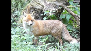 Nadine and Frank on Tour - Zu Besuch im Wildpark Eekholt Teil 1 - Spaß