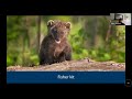All About Fishers The Secretive Forest Dwelling Mammal