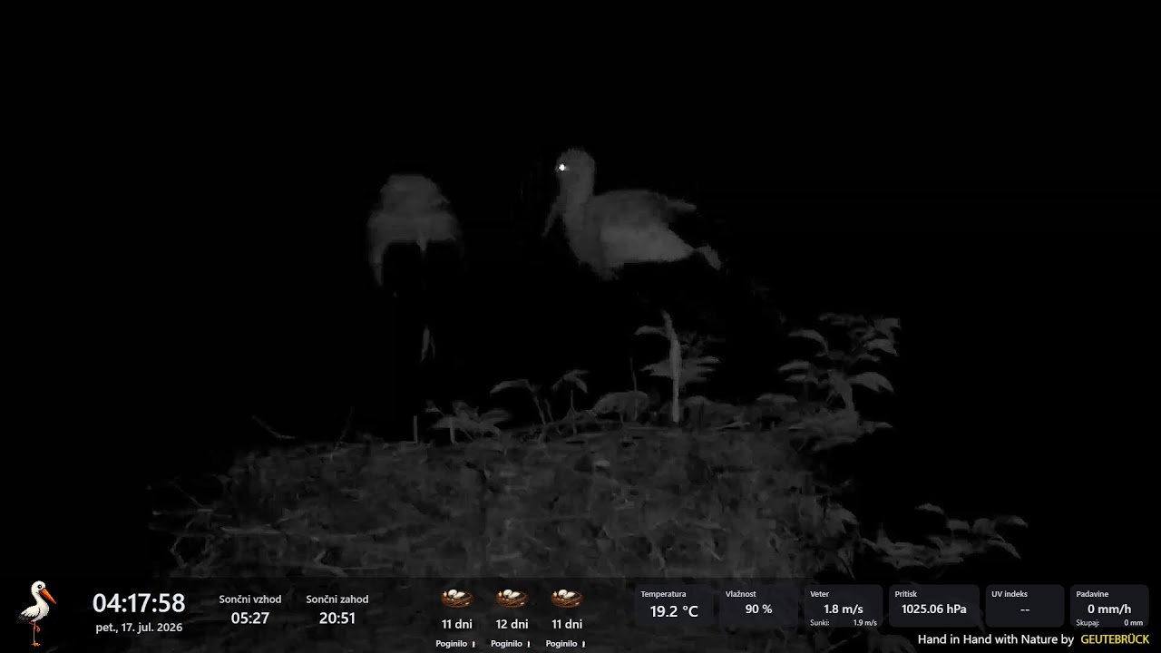 Live webcam view of Nido de Cigüeñas en Olševek
