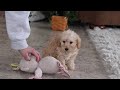 Schnoodle dogs for sale: Piper - Video 1