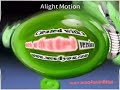 Klaskyklaskyklaskyklasky Gummy Bear Song Version In G Major 74