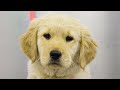 Fluffy Clumsy Golden Retriever Puppy