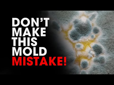 HOW TO STOP MOLD GROWING IN A TERRARIUM, PALUDARIUM, VIVARIUM