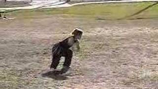 Golden Harmony Mantis Form