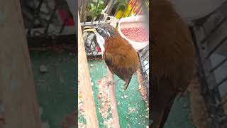 Download lagu cucak kopi gacor mp3 Download lagu cucak kopi gacor mp3