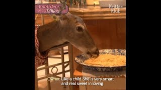 Dillies Is The Cute Superstar Family Pet Deer | Kritter Klub