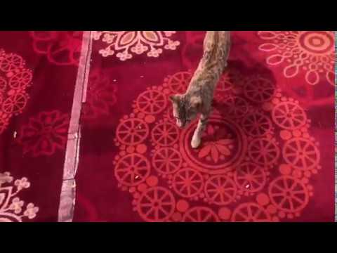 INDIAN CAT TRY TO CATCHING BIRD