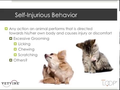 Neuropathic Pain and Associated Behaviors in Dogs and Cats