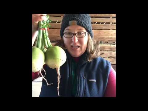 download lagu mp3 mp4 How To Cook A Watermelon Radish, download lagu How To Cook A Watermelon Radish gratis, unduh video klip How To Cook A Watermelon Radish