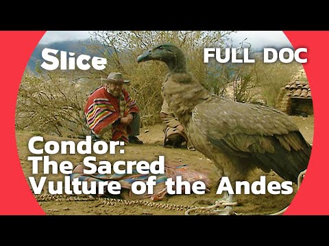 Capturing the Sacred Condor in the Andean Highlands | SLICE | FULL DOCUMENTARY