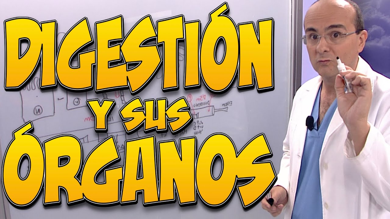 La DIGESTIÓN y sus ÓRGANOS: ESTÓMAGO, PÁNCREAS, VESÍCULA BILIAR, INTESTINO DELGADO, HÍGADO y COLON