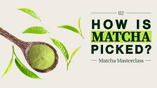The Matcha Harvest