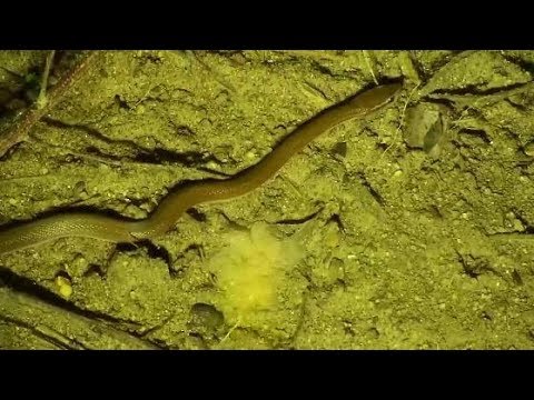 Djuma: Snake-what kind do you think it is? - 21:52 - 12/13/19