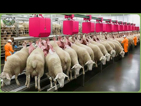 The Most Modern Livestock Farms – Amazing Cattle Farming Technology Helps Farmers Make Billions
