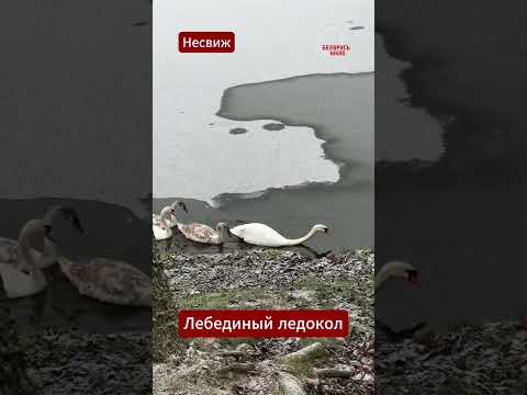 😍🦢 Лебеди ломают лёд ради жизни: почему помогать им — опасно? #лебеди #зимовка #беларусь #зима2025