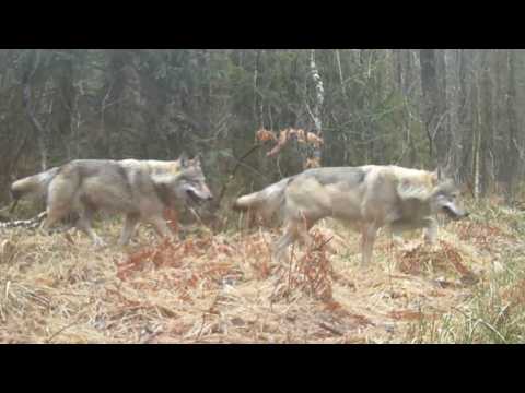 Reakcja dzików na obecność dużych wilków w lesie
