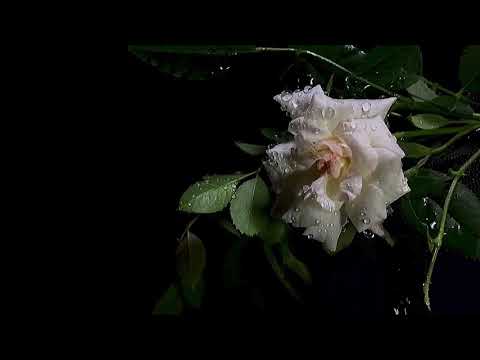 Beautiful Flowers || Plant Amazing Nature || Scenery & The Best Relax Music {Jahazaib Hassan}