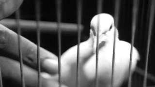 Lyle Lovett - Church