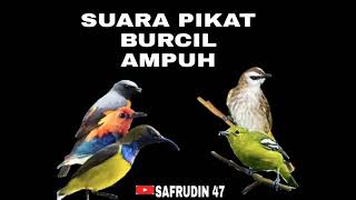 Download lagu SUARA PIKAT BURCIL AMPUH KOMBINASI TRUCUK RIBUT mp3