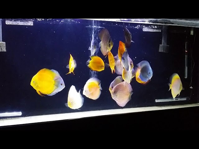 Discus feeding on freeze dried black worms