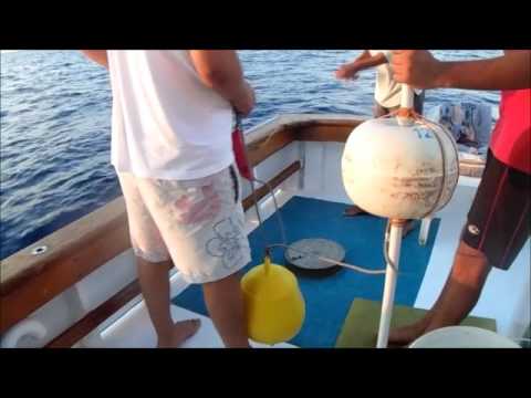 Filicudi Wildlife Conservation: Progetto pingers nell' Arcipelago Eoliano