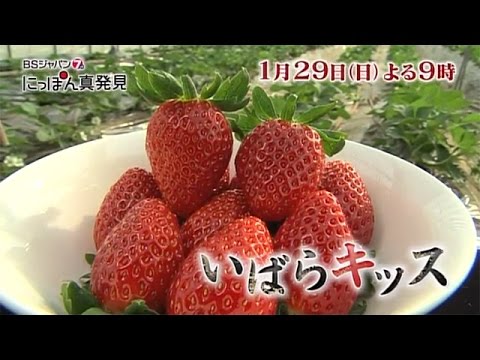 A verdadeira descoberta do Japão ~ Prefeitura de Ibaraki ~ | BS Japão