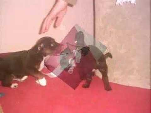 Oh sa ekam qenin e mir!