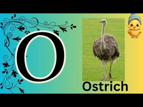 Phonics Song for Toddlers | O for Ostrich | Phonic Sounds of Alphabet A to Z | Kids Rhyme | Color