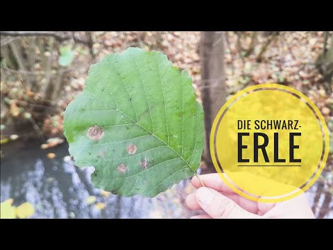 Die Schwarz-Erle #waldläufer #woodcraft #bushcraft #survival