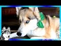 Are Huskies Picky Eaters Download Sound Mp3 and Mp4