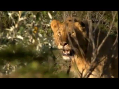 Man vs Lions  in Maasai Tribe