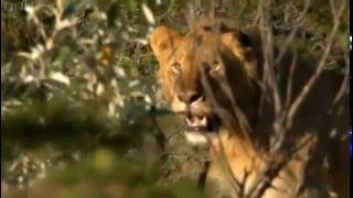 Man vs Lions  in Maasai Tribe