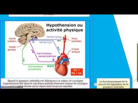 comment augmenter frequence cardiaque