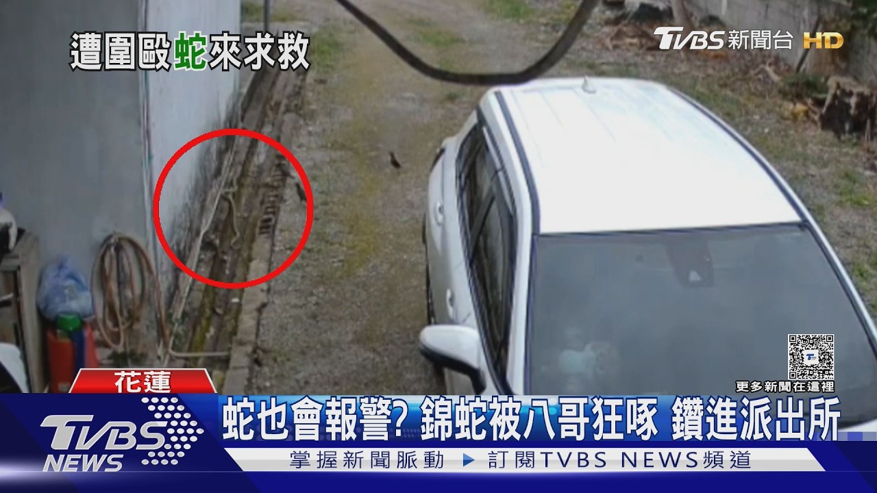 影音／蛇也懂得報警？保育類錦蛇遭八哥圍毆　溜進派出所逃竄畫面曝光