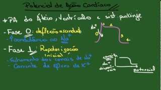 Potencial de Ação Cardíaco - Resumo - Fisiologia