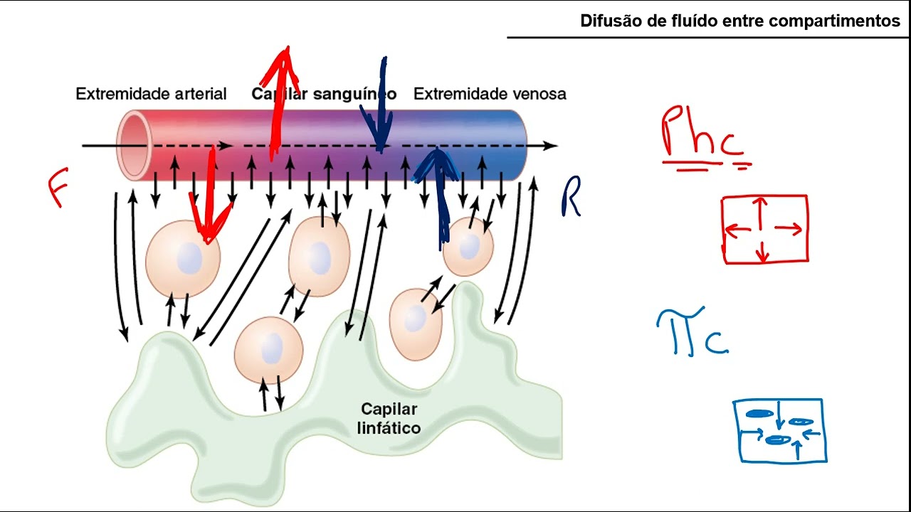Forças de Starling nos leitos capilares