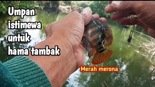 Download lagu Umpan istimewa untuk mancing hama tambak || mancing ikan lohan atau nahol di kamal mp3