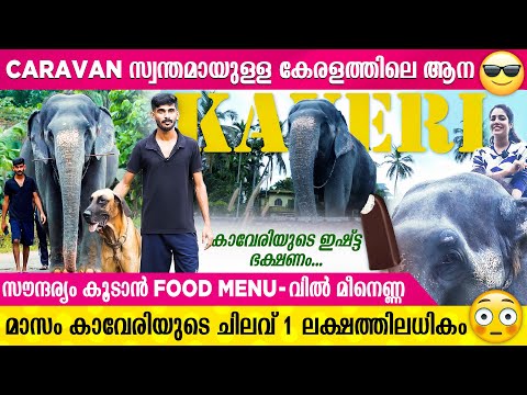 Ice Cream പ്രേമിയായ കാവേരി ആനയും സുഹൃത്തുക്കളായ നായക്കൂട്ടവും | Kaveri Elephant