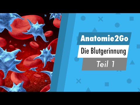 Anatomie2go | Die Blutgerinnung Teil 1/3 (kurz erklärt)