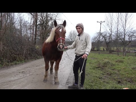 Manzele lui Lucas de la Beznea, Bihor - 2020 Nou!!!